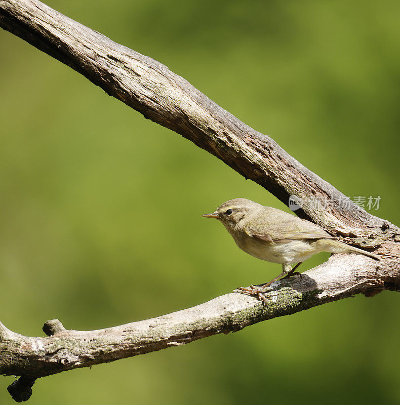 金缕草(Phylloscopus collybita)